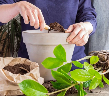 rozmnażanie zamiokulkasa